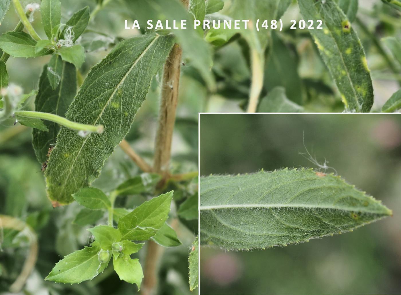 Willow-herb, Great Hairy leaf